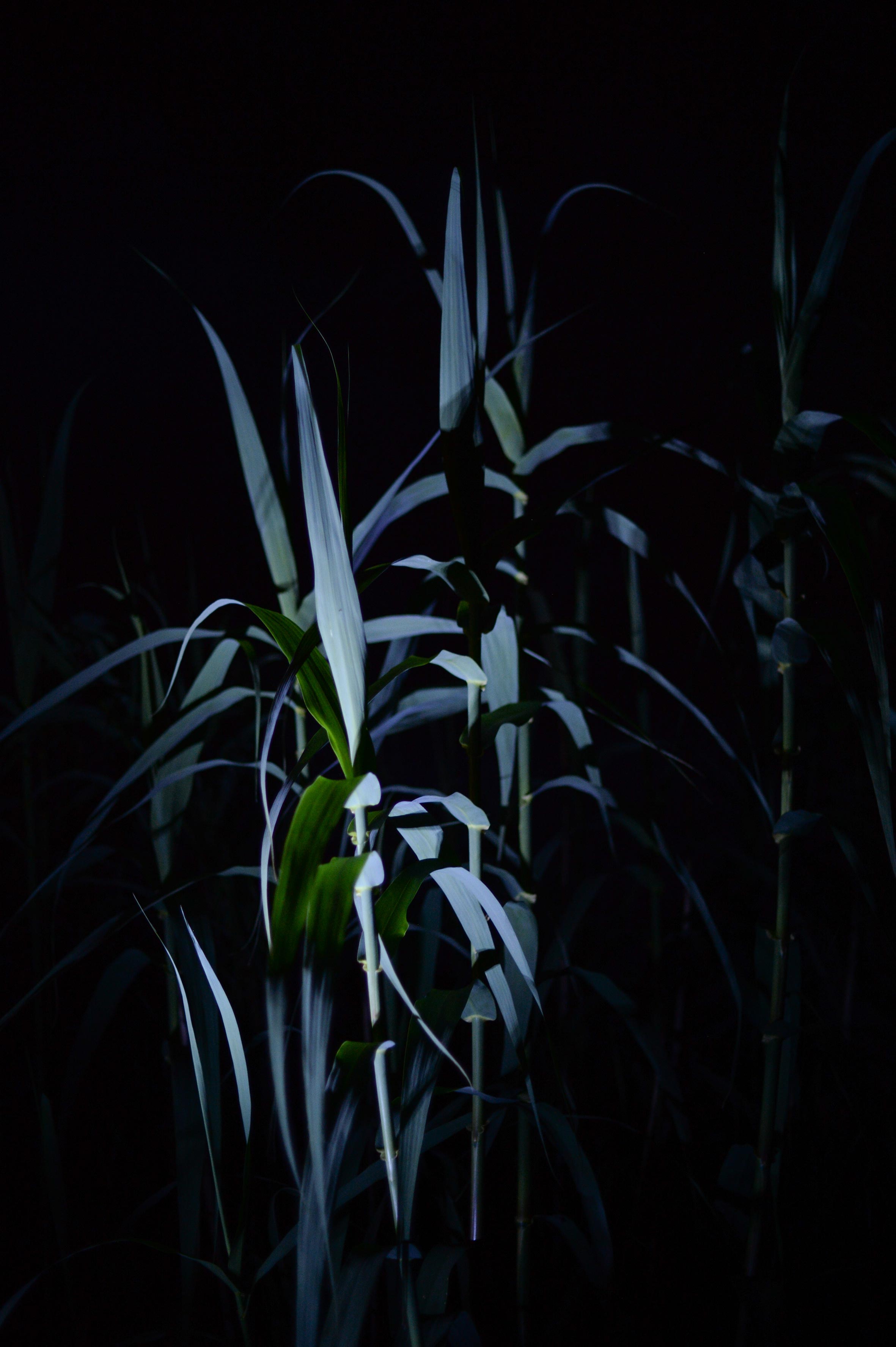 Le jardin fleur nuit/photos/12.jpg